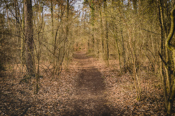 Walkway Lane Path With Trees in Forest. Beautiful Alley, road In Park. Way Through Autumn Forest. Germany