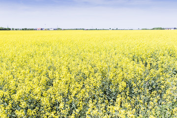 Fototapeta premium Rapeseed field with blue sky