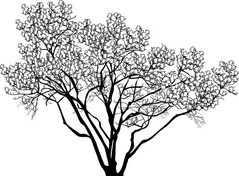 large blossoming tree outline isolated on white