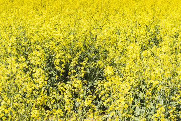 Rapeseed field with blue sky