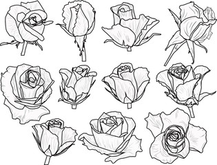 isolated eleven black roses outlines