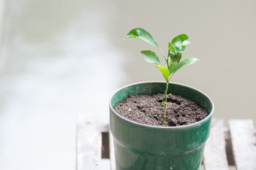 Closeup of Sapling lemon