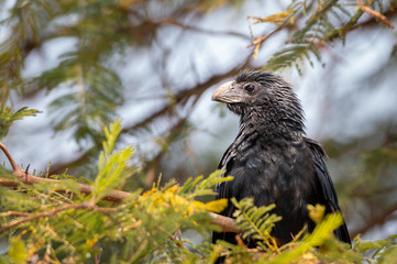 Groove billed ani perching in a tree
