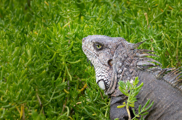 Green iguana