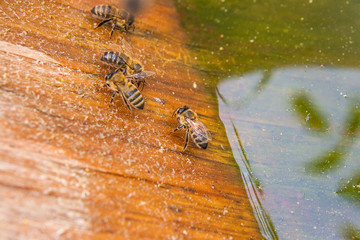 Bees drinking water at the summer.