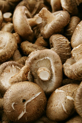 Fototapeta premium fresh uncooked mushrooms