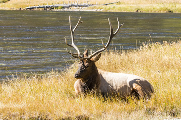 Elk in Yellowstone NP