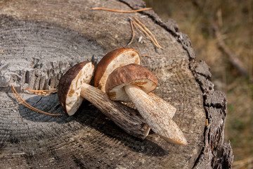 Group of brown cap boletus mushroom (Boletus badius) on natural wooden background..