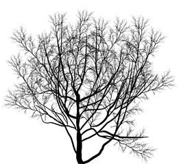 Fototapeta na wymiar bare tree black silhouette isolated on white
