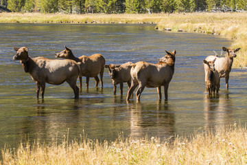 Elk in Yellowstone NP