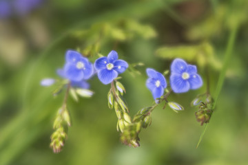 Tiny blue wildflowers
