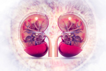 Human kidney cross section on scientific background