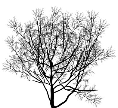 bare tree black silhouette isolated on white