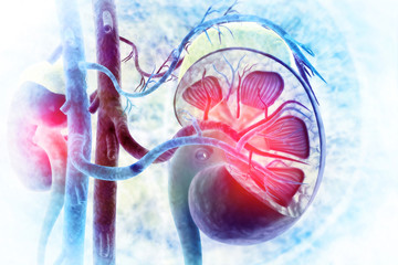 Human kidney cross section on scientific background
