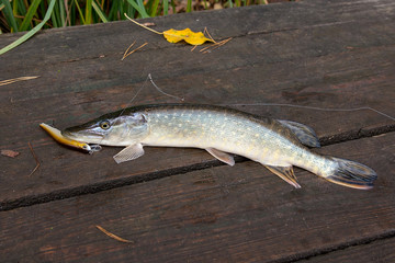 Freshwater pike fish on vintage wooden background.