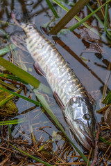 Catch and release. Close up view of small freshwater pike in the water..
