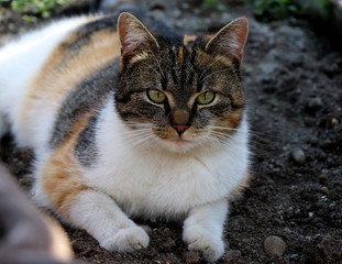 Naklejka na ściany i meble My best friend cat named Liza lying in clay in the greenhouse. Beautiful colour cat playing in many colours, mainly orange and black. The look is very strict because She is boss
