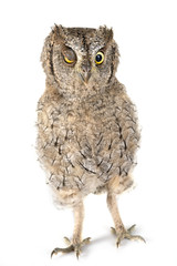 Eurasian scops owl