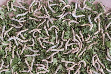 The larvae of the butterfly species that can create a cocoon. To produce a yarn for weaving silk.