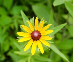 The single bright yellow flower in the grass on a close view.