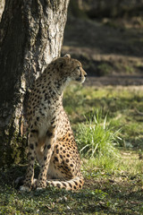 Naklejka na ściany i meble Cheetah, Acinonyx jubatus