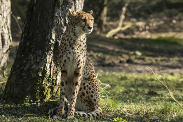 Cheetah, Acinonyx jubatus