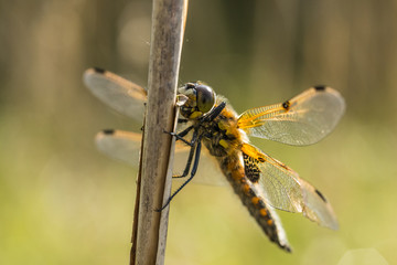 Dragonfly