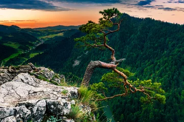 Fototapeten Sokolica-Gipfel im Pieniny-Gebirge © pershing