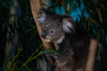 koala