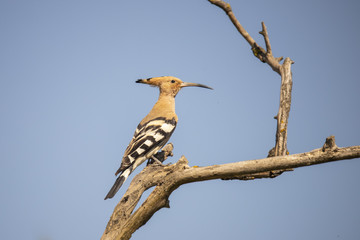 Hoopoo,  Hoopoe, Hop, Hops, Upupa © Gert Hilbink