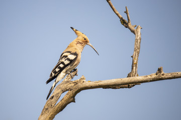 Hoopoo,  Hoopoe, Hop, Hops, Upupa © Gert Hilbink