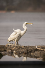 Heron, Great White Egret.
