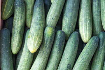 Pile of fresh green cucumber