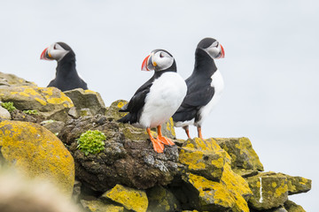 Obraz premium Puffin, Fratercula arctica