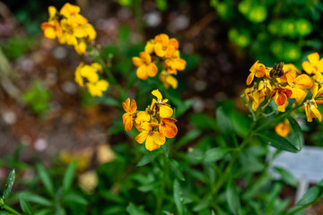 beautiful fragile orange plant blooming