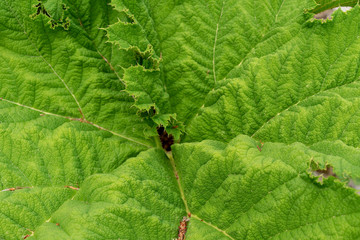 big green leaf close up of mammoth leaf, gunnera tinctoriam rhubarb plant