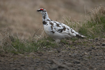 white grouse, ptarmigan. Lagopus lagopus scotica