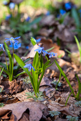 Scilla siberica (Siberian squill or wood squill) small blue flower in forest. Spring blossom in Ukrainian forest