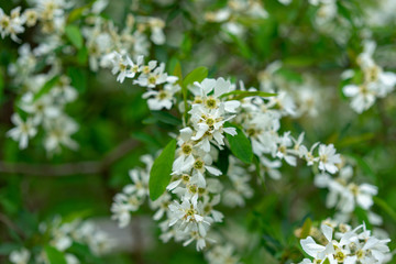 blooming plant with white flower buds, exochorda korolkowii
