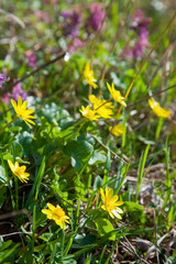 Group of Marsh Marigold (Caltha palustris) blooming in spring forest.