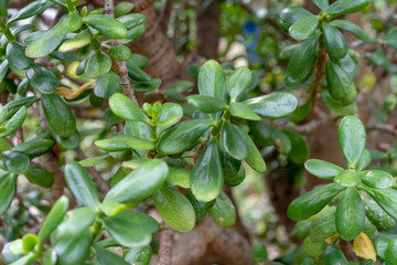 Dollar plant or money tree, Crassula ovata