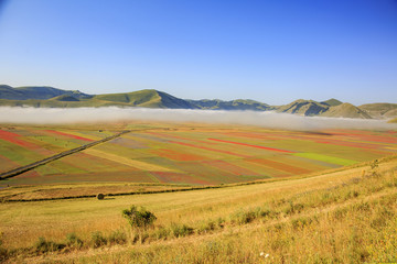 Obraz premium Flying on Castelluccio di Norcia, between ruins and bloom of flowers 