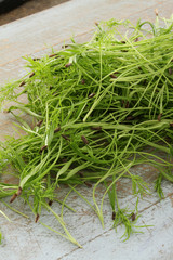 fresh micro herbs