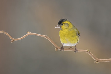 Obraz premium Siskin, Spinus spinus