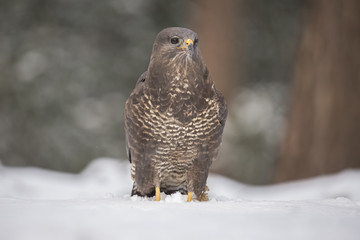 Buzzard, Buteo buteo in snow