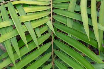 Plakat palm or coconut leaf weave design