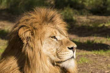 Lion, male.  Panthera leo