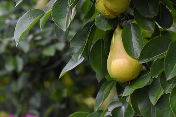 Ripe green pear on the branch. Organic pears grow in orchards
