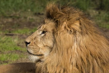 Fototapeta na wymiar Lion, male. Panthera leo