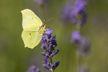  common brimstone